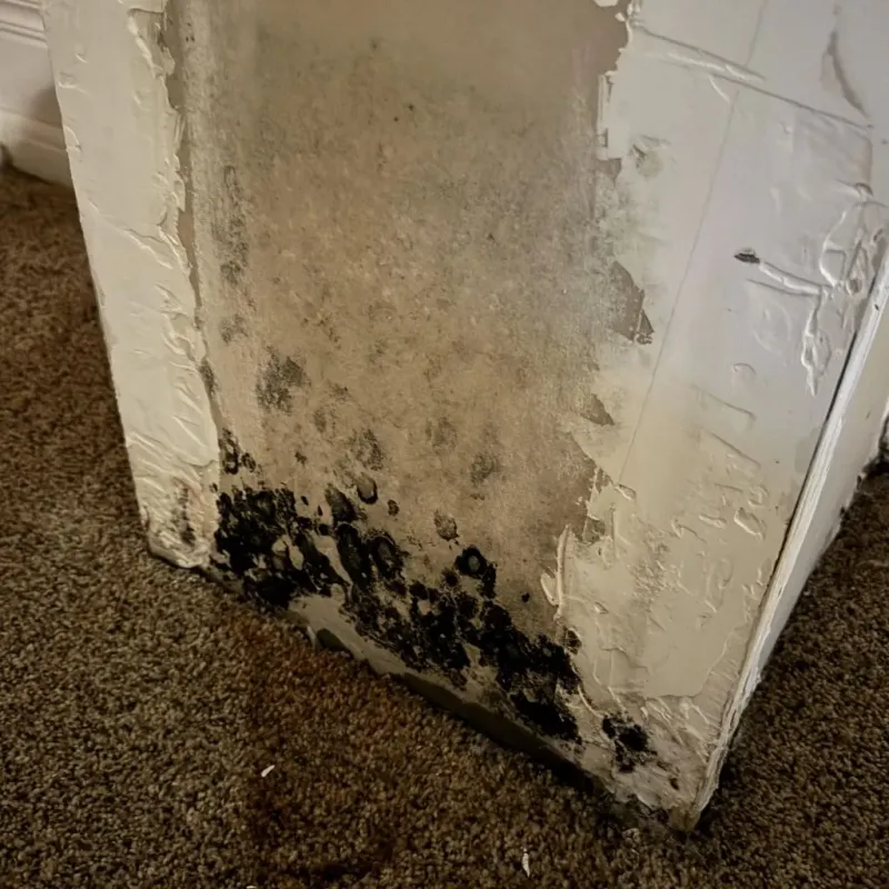 Professional Mold Removal in Parsons, KS
